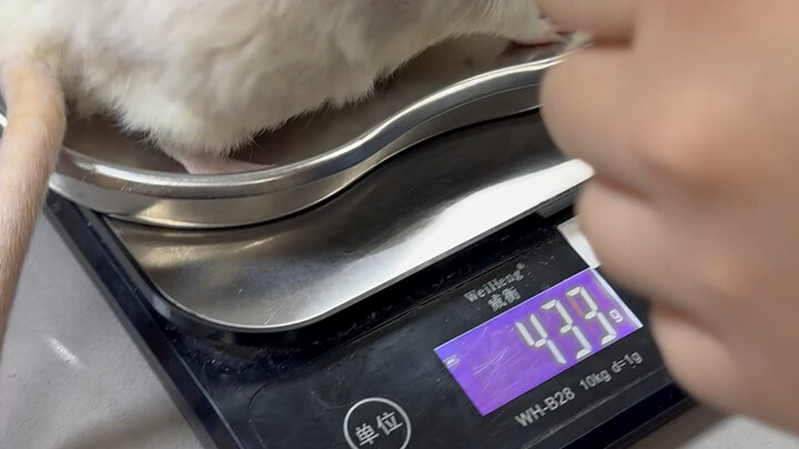 鼠鼠我呀，马上就变成鼠榴弹了，两只花枝鼠患上乳腺肿瘤，我掏出四十米的大砍刀帮他们切除