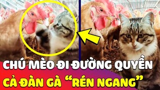 Chú mèo 'TÍNH NÓNG' như kem, bị gà trêu liền 'ĐI ĐƯỜNG QUYỀN' khiến cả đàn phải RÉN NGANG 😎 Gâu Đần