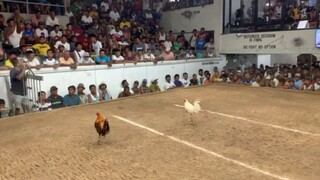 SSAC  first fight
