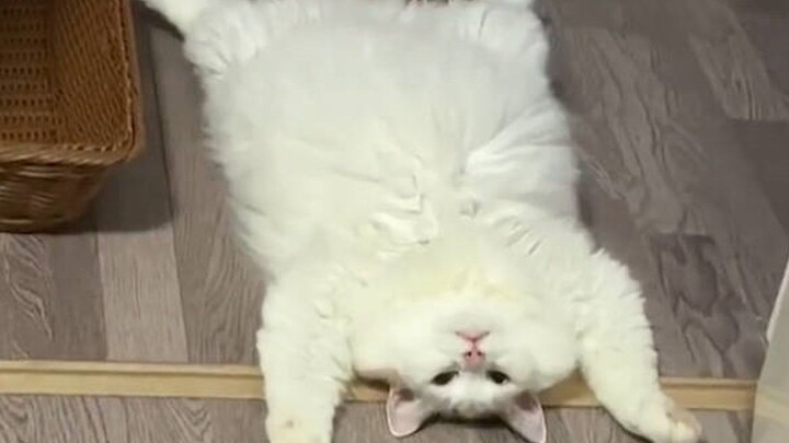 “Kondisi kucing malas masa kini!”