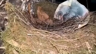 Khi tôi đi tìm đồ ăn về thì trời sập xuống.