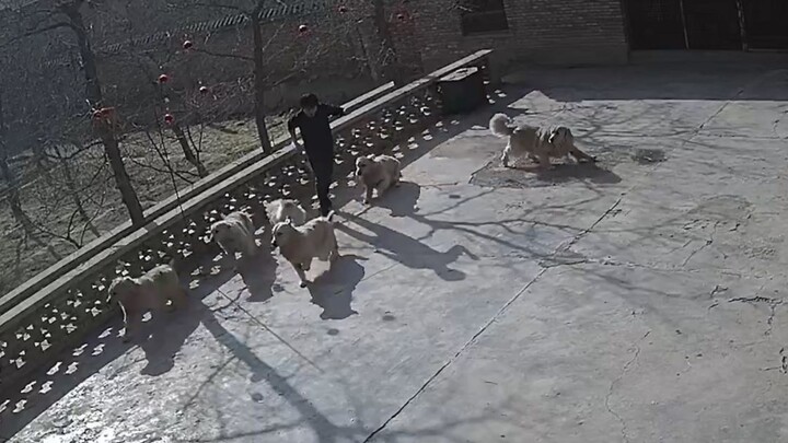 Dogs: Hey, owner, why are you running?