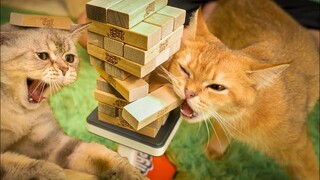 Cats vs Jenga (The Happy Pets #14)