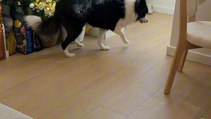 لهذا السبب لا تربي كلب بيجي ملش…