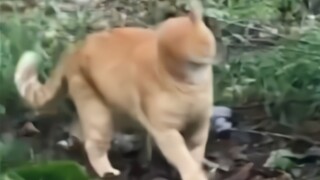 Kucing ini membuatku tertawa terbahak-bahak