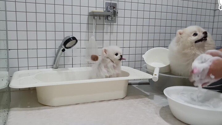 The puppy that got splashed with water after insisting on taking a bath together.