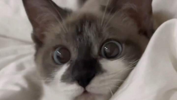 In the little cat’s eyes, I’m a cat with really messy fur!