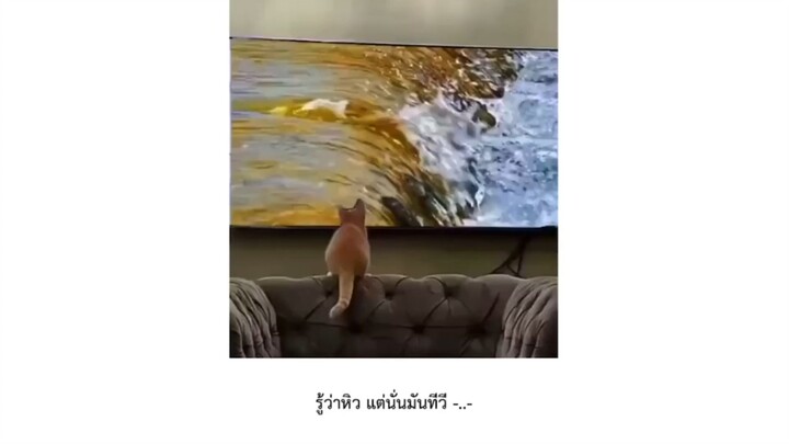 รู้ว่าหิวแต่นั้นมันTVนะเหมียว