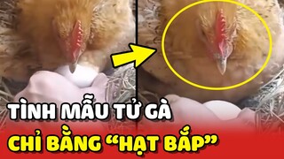 VẬT CHẤT quyết định Ý THỨC: TÌNH MẪU TỬ chỉ bằng mấy HẠT BẮP 😂 | Yêu Lu