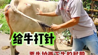 Why do we have to pat the cow’s butt twice before giving it an injection?