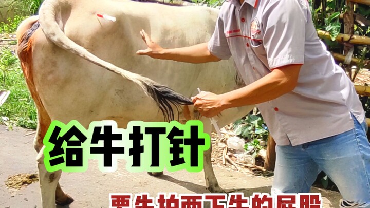 Why do we have to pat the cow’s butt twice before giving it an injection?