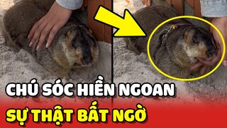 Sự thật ngỡ ngàng về chú Sóc Himalaya HIỀN NGOAN và KHÔNG CẮN AI 😂 | Yêu Lu