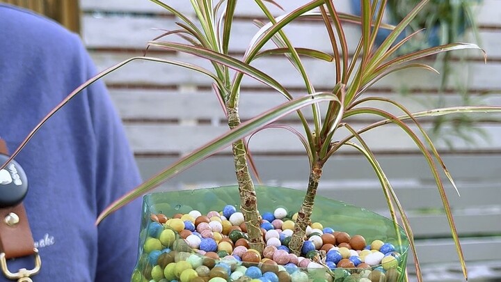 DIY flower-growing gadget: turning trash into treasure