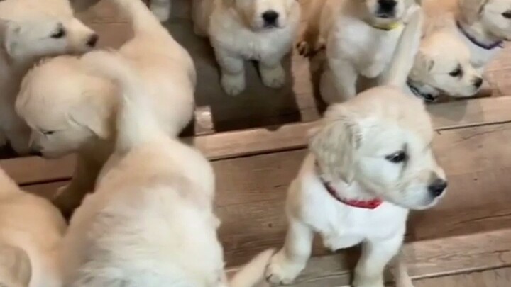 Who could possibly not love a little golden retriever?