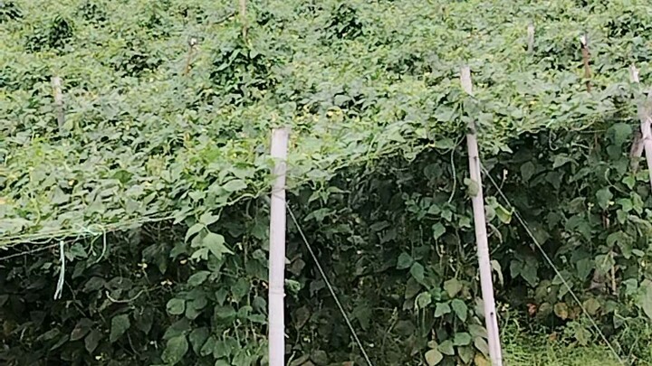বরবটি