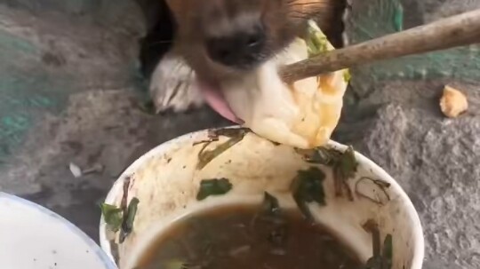 It’s Winter Solstice—time to treat your pup to some dumplings for a little extra nourishment!