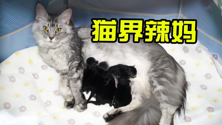 Anak kucing Maine Coon yang baru saja lahir, imutnya bikin meleleh! Sang majikan perempuan sampai du