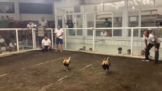 2 Cock Ulutan 1st Fight Win @TabacoCockpitArena March 11,2025 HAGAWAK ENTRY NAME 🏆CHAMPION🏆