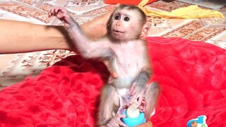 Adorable baby monkey Mino amused by Mommy