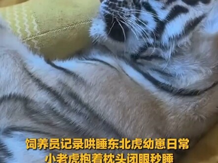 Penjaga kebun binatang merekam rutinitas menidurkan bayi harimau Siberia; si bayi harimau memeluk ba