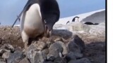 [Xing Gong Xi/Apresiasi Video] Penguin yang baik mengawasi penguin yang jahat