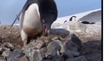 [Xing Gong Xi/Video Đánh Giá Cao] Chim cánh cụt tốt xem chim cánh cụt xấu