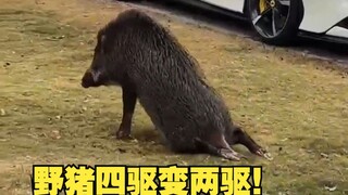 The wild boar got hit, and instantly switched from four-wheel drive to two-wheel drive!
