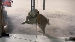 Dog: Killed instantly as soon as your head shows up?