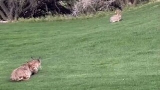 cat catching rabbit