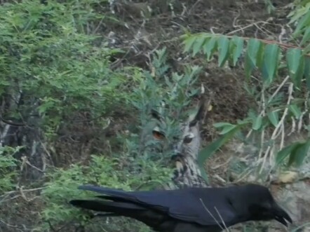 A fat chicken spying on crows from a hiding spot