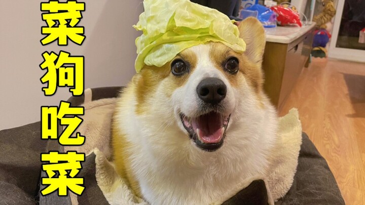 Bagaimana Cara Mendapatkan Anjing Kocak Corgi?