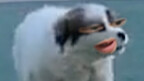 كلب غريب