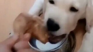 ألعب مع الجرو الصغير، فجأة ظهرت قدمٌ فجأةً جعلتني…………