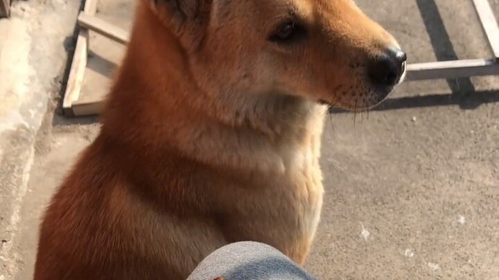 مع أن الكلب ما قال شي، بس أنا عارف شو بدّو يفعله.