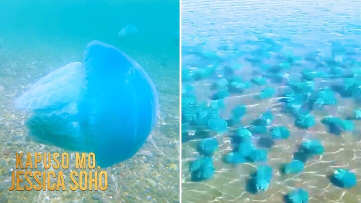 Dagat sa Mindanao, sinalakay ng sangkatutak ng blue jellyfish | Kapuso Mo, Jessica Soho