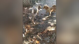 Bơi thể dục...cunyeucuadua yeucho yeuchomeo cún cúncon chó chómèo chócon chókhôn yeuchomeo chócute pet dog dogsoftiktok doggo