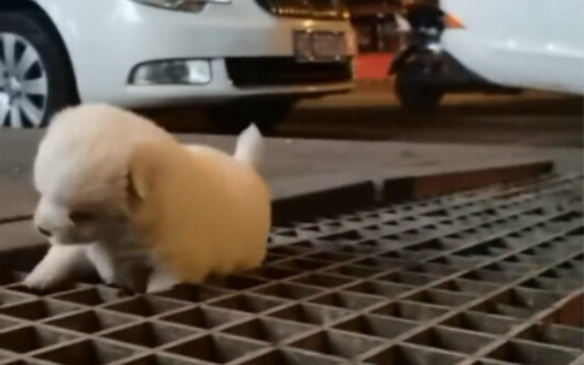 Supermarket owner picks up abandoned puppy
