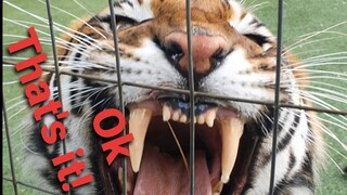 Brace yourself for this tiger roar!