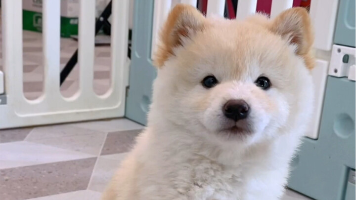 Puppy Handshake: A Beginner’s Guide