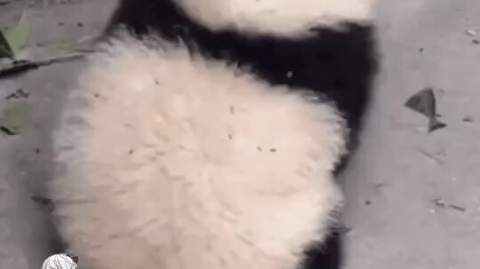 Dễ thương phát nổ! Phòng khi bạn chưa xem cảnh gấu trúc thu đuôi lại