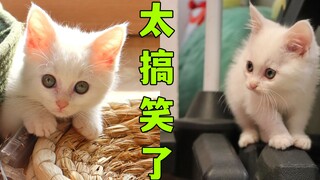 这位铲屎官的养猫经历，笑得我眼泪都快出来了。