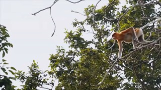 Inside Asia s Wildest Jungles  Full Documentary(1080P_HD)