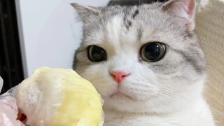 "Is this what you humans eat?"