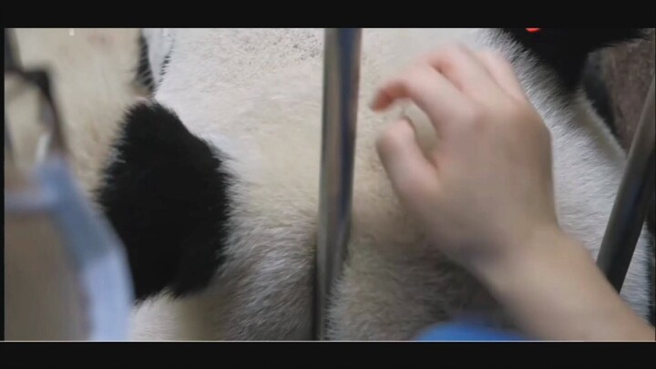 [Animals]Relaxing moments of touching pandas