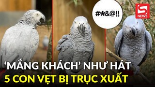 "Mắng khách" như hát hay, 5 chú vẹt bị trục xuất khỏi công viên