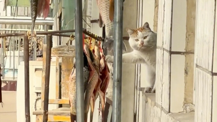 Kucing: Saat tidak ada tikus, akulah si tikus!