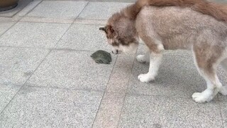 Once bitten by a turtle, everything you see looks like a tortoise, even the dog food you usually eat