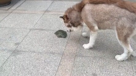 Sekali digigit kura-kura, semua yang Anda lihat tampak seperti kura-kura, bahkan makanan anjing yang