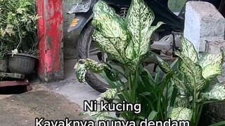 kek nya kucing nya punya dendam deh😭