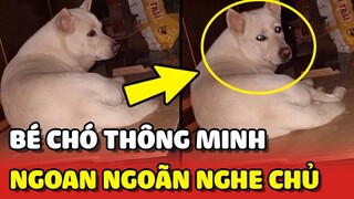 Chú chó THÔNG MINH hiểu ý chủ và vô cùng NGOAN NGOÃN làm theo 🥰 | Yêu Lu